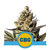 RQS Royal CBG Automatic