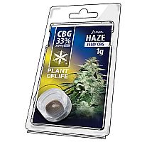 Jelly 33% CBG Lemon Haze 1gr - PLANT OF LIFE 