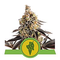 RQS Cookies Gelato Automatic