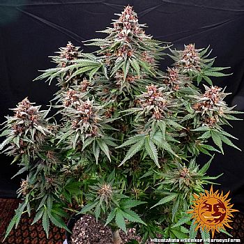 Barneys Farm - Runtz Auto