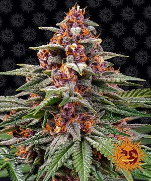 Barneys Farm - Runtz Auto