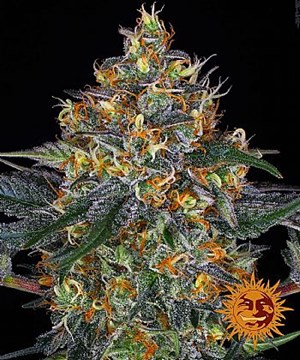 Barneys Farm - Moby Dick Auto