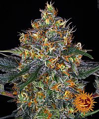 Barneys Farm - Moby Dick Auto