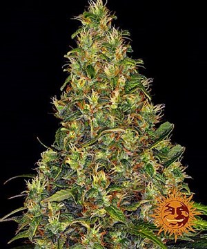 Barneys Farm - Amnesia Haze Auto