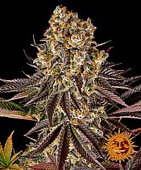 Barneys Farm - Gelato 45 