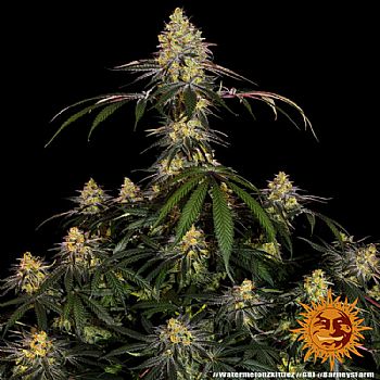 Barneys Farm - Watermelon Zkittlez