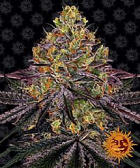 Barneys Farm - Watermelon Zkittlez