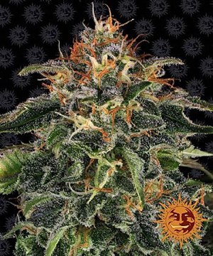 Barneys Farm - Moby Dick 