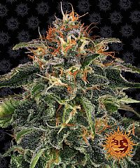 Barneys Farm - Moby Dick 