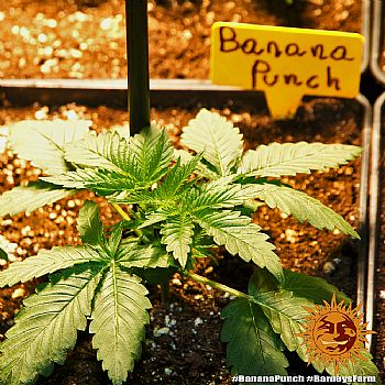 Barneys Farm - Banana Punch 