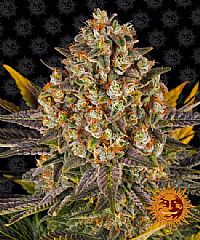 Barneys Farm - Banana Punch 