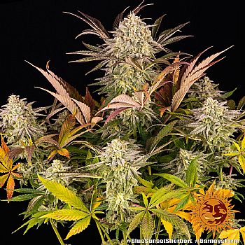 Barneys Farm - Blue Sunset Sherbert