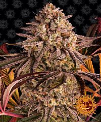 Barneys Farm - Blue Sunset Sherbert