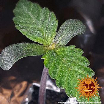 Barneys Farm - CBD Critical Cure