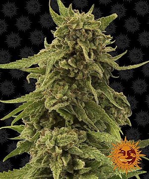 Barneys Farm - CBD Critical Cure