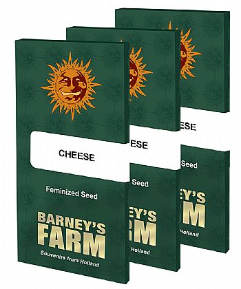 Barneys Farm - Cheese 