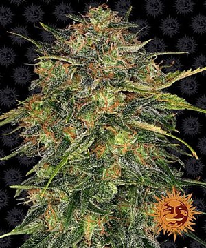 Barneys Farm - Cheese 