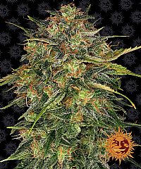 Barneys Farm - Cheese 