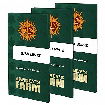Barneys Farm - Kush Mintz 