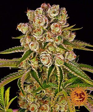 Barneys Farm - Kush Mintz 