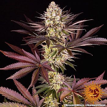 Barneys Farm - Biscotti Mintz 