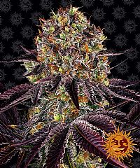 Barneys Farm - Runtz x Layer Cake 