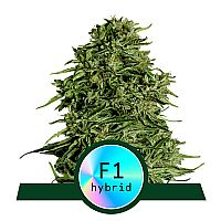 RQS Υβριδικοί Σπόροι Κάνναβης F1 - Cosmos F1