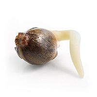 RQS White Widow Automatic 