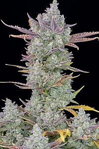 FastBuds - Gorilla Cookies Auto