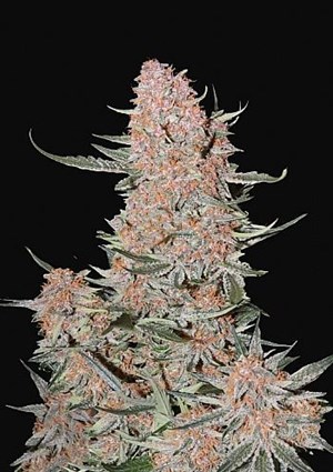 FastBuds - Ztrawberriez Auto