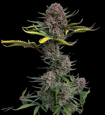 FastBuds - Moby Dick Auto