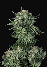 FastBuds - Moby Dick Auto