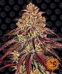 Barneys Farm - Mimosa Evo x Orange Punch Auto 