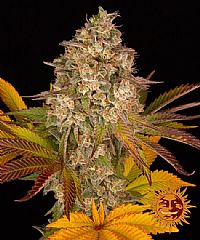 Barneys Farm - Cookies Kush Auto 