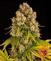 Barneys Farm - Cheese Auto