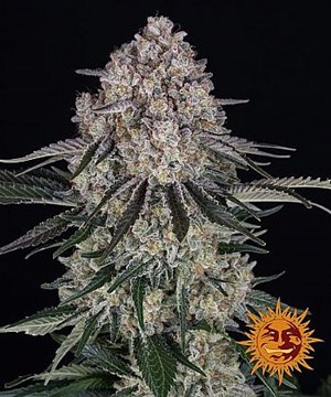 Barneys Farm - Sour Diesel Auto
