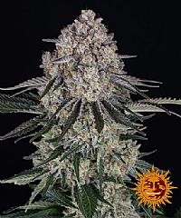 Barneys Farm - Sour Diesel Auto