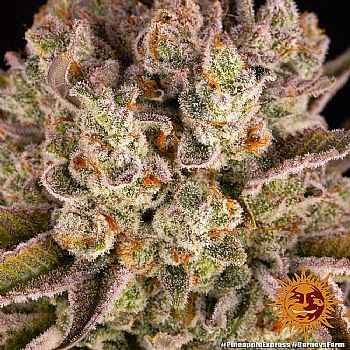 Barneys Farm - Pineapple Express