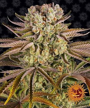 Barneys Farm - Pineapple Express