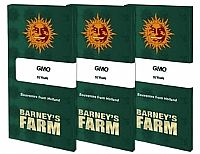Barneys Farm - GMO 