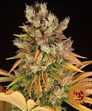 Barneys Farm - GMO 