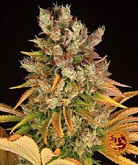Barneys Farm - GMO 