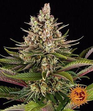 Barneys Farm - Sour Strawberry 