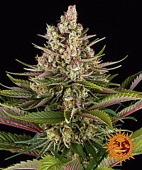 Barneys Farm - Sour Strawberry 