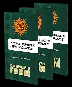 Barneys Farm - Purple Punch X Lemon Drizzle 