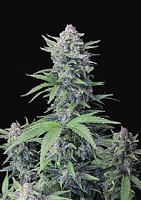 FastBuds - Tropicana Cookies Auto