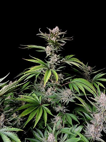 FastBuds - Cherry Cola Auto