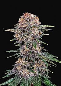 FastBuds - Cherry Cola Auto