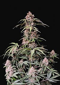 FastBuds - Amnesia Zkittlez Auto