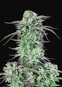 FastBuds - Strawberry Banana Auto